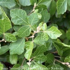 #3 Rhus Aro Gro-Low/ Fragrant Sumac Native (TN) -ANZ Trees Shop 3 rhus aro gro low fragrant sumac native tn 2