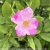 #3 Rosa Palustris/ Swamp Rose Native (TN) -ANZ Trees Shop 3 rosa palustris swamp rose native tn