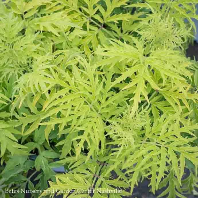 #3 Sambucus Racemosa PW Lemony Lace/ Elderberry Native (TN) 3 #3 Sambucus Racemosa PW Lemony Lace/ Elderberry Native (TN)