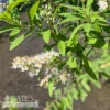 #3 Spiraea Alba/ White Meadowsweet Native (TN) -ANZ Trees Shop 3 spiraea alba white meadowsweet native tn