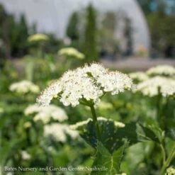 #3 Viburnum Dent Blue Muffin/ Arrowwood Native (TN) 7 #3 Viburnum Dent Blue Muffin/ Arrowwood Native (TN) -ANZ Trees Shop 3 viburnum dent blue muffin arrowwood native tn 2