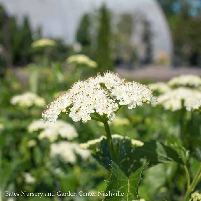 #3 Viburnum Dent Blue Muffin/ Arrowwood Native (TN) 5 #3 Viburnum Dent Blue Muffin/ Arrowwood Native (TN) - Image 3