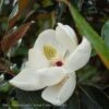 #30 Magnolia Grand Little Gem/ Dwarf Southern Native (TN) -ANZ Trees Shop 30 magnolia grand little gem dwarf southern native