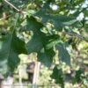 #30 Quercus Lyrata/ Overcup Oak Native (TN) 2 #30 Quercus Lyrata/ Overcup Oak Native (TN) -ANZ Trees Shop 30 quercus lyrata overcup oak native tn