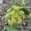 4P Zizia Aurea NGN/ Golden Alexander Native (TN) -ANZ Trees Shop 4p zizia aurea ngn golden alexander native tn