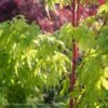 #5 Acer Pal Sango Kaku/ Upright Coral Bark JapaneseMaple -ANZ Trees Shop 5 acer pal sango kaku upright coral bark japanese