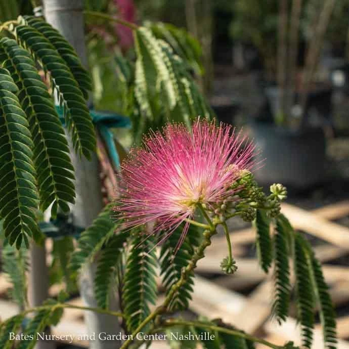 #5 Albizia Jul Ombrella/ Mimosa Tree 4 #5 Albizia Jul Ombrella/ Mimosa Tree - Image 2