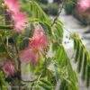 #5 Albizia Jul Ombrella/ Mimosa Tree