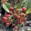 #5 Aronia Arbutifolia Brilliantissima/ Red Chokeberry Native (TN) 2 #5 Aronia Arbutifolia Brilliantissima/ Red Chokeberry Native (TN) -ANZ Trees Shop 5 aronia arbutifolia brilliantissima red chokeberr