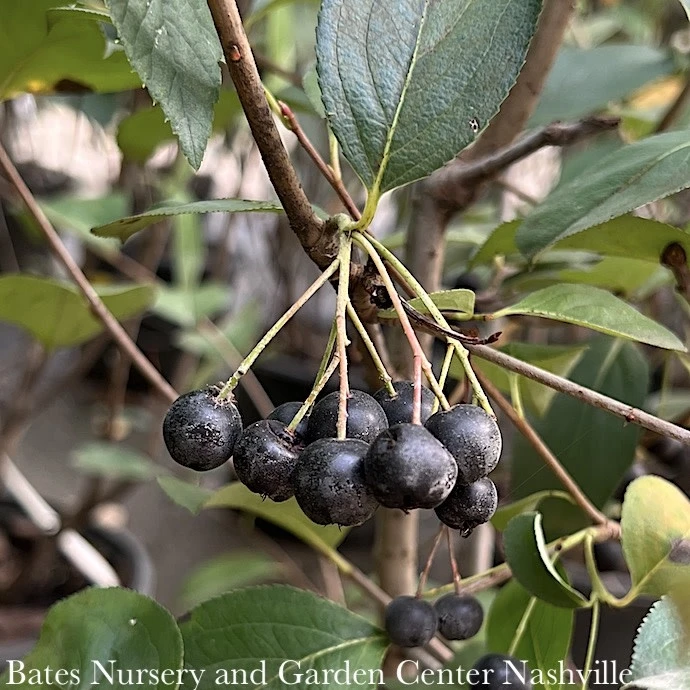 #5 Aronia Melano Autumn Magic/ Black Chokeberry Native (TN) 4 #5 Aronia Melano Autumn Magic/ Black Chokeberry Native (TN) - Image 2