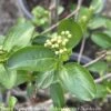 #5 Aronia Melano Autumn Magic/ Black Chokeberry Native (TN) -ANZ Trees Shop 5 aronia melano autumn magic black chokeberry nati