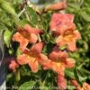 #5 Bignonia Capreo Tangerine Beauty/ Crossvine Native (TN) 1 #5 Bignonia Capreo Tangerine Beauty/ Crossvine Native (TN) -ANZ Trees Shop 5 bignonia capreo tangerine beauty crossvine nativ