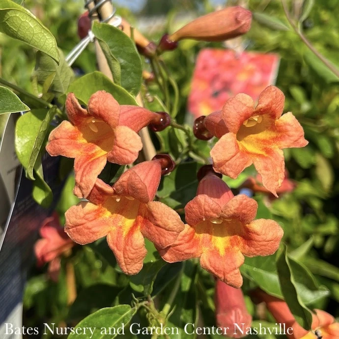 #5 Bignonia Capreo Tangerine Beauty/ Crossvine Native (TN) 3 #5 Bignonia Capreo Tangerine Beauty/ Crossvine Native (TN)