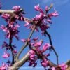 #5 Cercis Can 'Covey' Lavender Twist®/Weeping Redbud Native (TN) 2 #5 Cercis Can 'Covey' Lavender Twist®/Weeping Redbud Native (TN) -ANZ Trees Shop 5 cercis can covey lavender twist weeping redbud n
