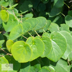 #5 Cercis Can Garden Gems 'Emerald'/ Dwarf Redbud Native (TN) -ANZ Trees Shop 5 cercis can garden gems emerald dwarf redbud nati 2