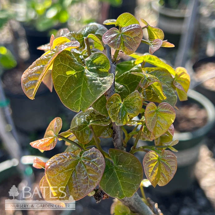 #5 Cercis Can Little Woody/ Dwarf Redbud Native (TN) 3 #5 Cercis Can Little Woody/ Dwarf Redbud Native (TN)