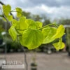 #5 Cercis Can Vanilla Twist/ White Weeping Redbud Native (TN) -ANZ Trees Shop 5 cercis can vanilla twist white weeping redbud na
