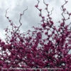 #5 Cercis Can Zig Zag/ Eastern Redbud Native (TN) -ANZ Trees Shop 5 cercis can zig zag eastern redbud native tn
