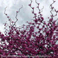 #5 Cercis Can Zig Zag/ Eastern Redbud Native (TN)