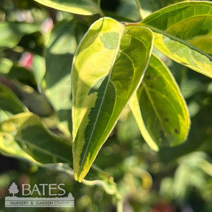 #5 Cornus Kousa X Florida Celestial Shadow/ Variegated Flowering White Dogwood 3 #5 Cornus Kousa X Florida Celestial Shadow/ Variegated Flowering White Dogwood