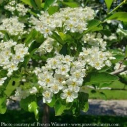 #5 Crataegus Crus-galli Var Inermis PW Crusader/ Hawthorn Native (TN) -ANZ Trees Shop 5 crataegus crus galli var inermis pw crusader haw 2