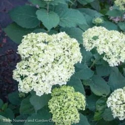 #5 Hydrangea Arb Seaside Serenade 'Bar Harbor'/ Dwarf Smooth White (Annabelle Type) Native (TN) 6 #5 Hydrangea Arb Seaside Serenade 'Bar Harbor'/ Dwarf Smooth White (Annabelle Type) Native (TN) -ANZ Trees Shop 5 hydrangea arb seaside serenade bar harbor dwarf 1
