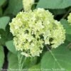 #5 Hydrangea Arb Seaside Serenade 'Bar Harbor'/ Dwarf Smooth White (Annabelle Type) Native (TN) 2 #5 Hydrangea Arb Seaside Serenade 'Bar Harbor'/ Dwarf Smooth White (Annabelle Type) Native (TN) -ANZ Trees Shop 5 hydrangea arb seaside serenade bar harbor dwarf