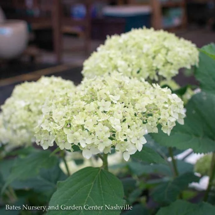#5 Hydrangea Arb Seaside Serenade 'Bar Harbor'/ Dwarf Smooth White (Annabelle Type) Native (TN) 5 #5 Hydrangea Arb Seaside Serenade 'Bar Harbor'/ Dwarf Smooth White (Annabelle Type) Native (TN) - Image 3