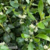 #5 Ilex Glabra Nordic/ Inkberry Holly (female) Native (TN) 1 #5 Ilex Glabra Nordic/ Inkberry Holly (female) Native (TN) -ANZ Trees Shop 5 ilex glabra nordic inkberry holly female native