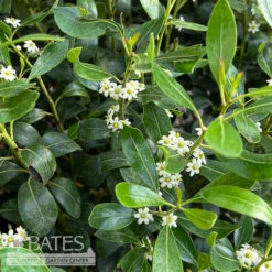 #5 Ilex Glabra Nordic/ Inkberry Holly (female) Native (TN)