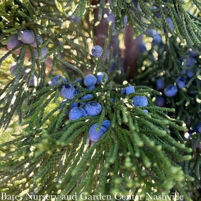 #5 Juniperus Virg Canaertii/ Upright Eastern Red Cedar Native (TN) 3 #5 Juniperus Virg Canaertii/ Upright Eastern Red Cedar Native (TN)