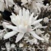 #5 Magnolia Stellata Royal Star/ Deciduous White -ANZ Trees Shop 5 magnolia stellata royal star deciduous white