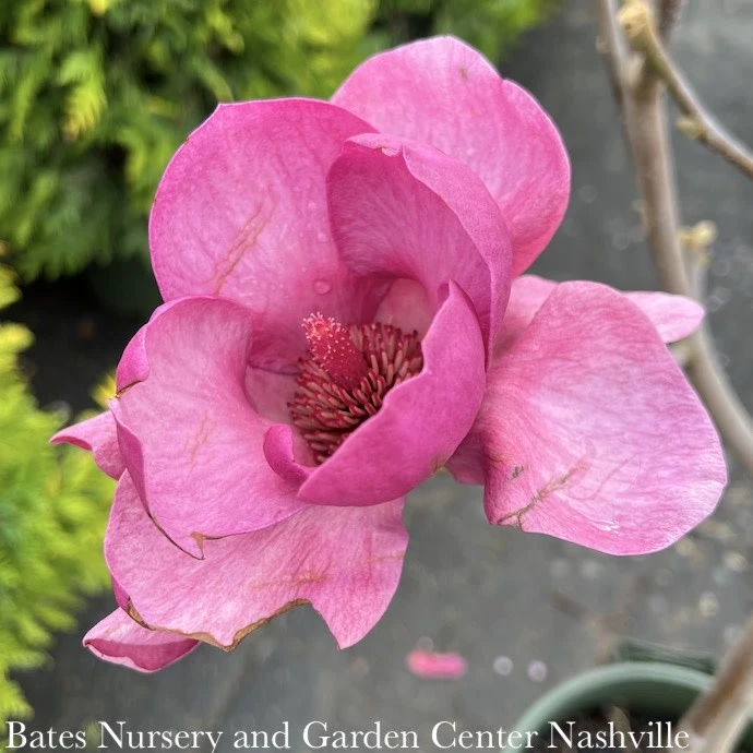 #5 SINGLE Magnolia X Soul Black Tulip/ Deciduous Dark Purple-pink Saucer 4 #5 SINGLE Magnolia X Soul Black Tulip/ Deciduous Dark Purple-pink Saucer - Image 2