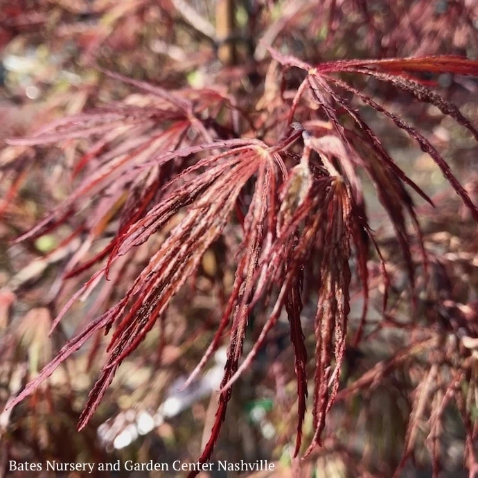 #5 STK Acer Pal Var Diss Crimson Queen/ Weeping Red Japanese Maple 4 #5 STK Acer Pal Var Diss Crimson Queen/ Weeping Red Japanese Maple - Image 2