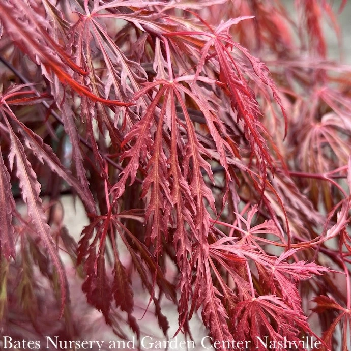 #5 STK Acer Pal Var Diss Crimson Queen/ Weeping Red Japanese Maple 5 #5 STK Acer Pal Var Diss Crimson Queen/ Weeping Red Japanese Maple - Image 3