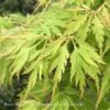 #5 STK Acer Pal Var Diss Waterfall/ Green Weeping Japanese Maple 1 #5 STK Acer Pal Var Diss Waterfall/ Green Weeping Japanese Maple -ANZ Trees Shop 5 stk acer pal var diss waterfall green weeping ja
