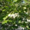 #5 Styrax Japonicus/ Japanese Snowbell 1 #5 Styrax Japonicus/ Japanese Snowbell -ANZ Trees Shop 5 styrax japonicus japanese snowbell