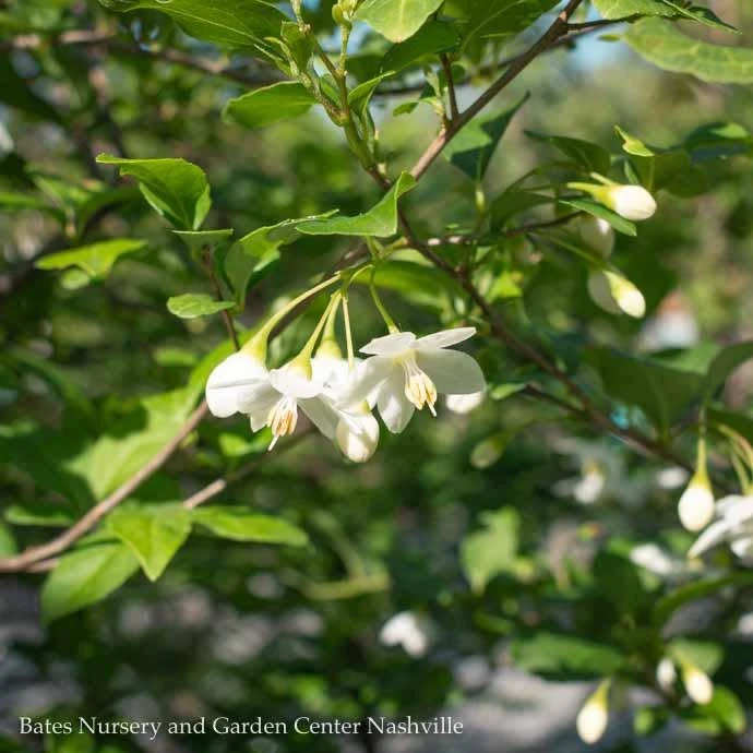#5 Styrax Japonicus/ Japanese Snowbell 3 #5 Styrax Japonicus/ Japanese Snowbell