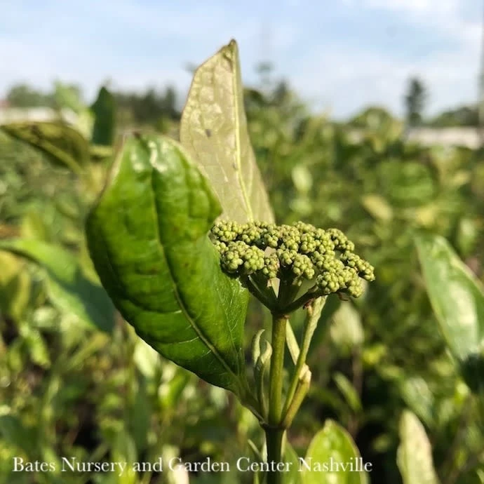 #5 Viburnum Nudum Winterthur/ Smooth Witherod Native (TN) 3 #5 Viburnum Nudum Winterthur/ Smooth Witherod Native (TN)