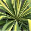 #5 Yucca Fil Golden Sword/ Variegated Native (TN) 2 #5 Yucca Fil Golden Sword/ Variegated Native (TN) -ANZ Trees Shop 5 yucca fil golden sword variegated native tn