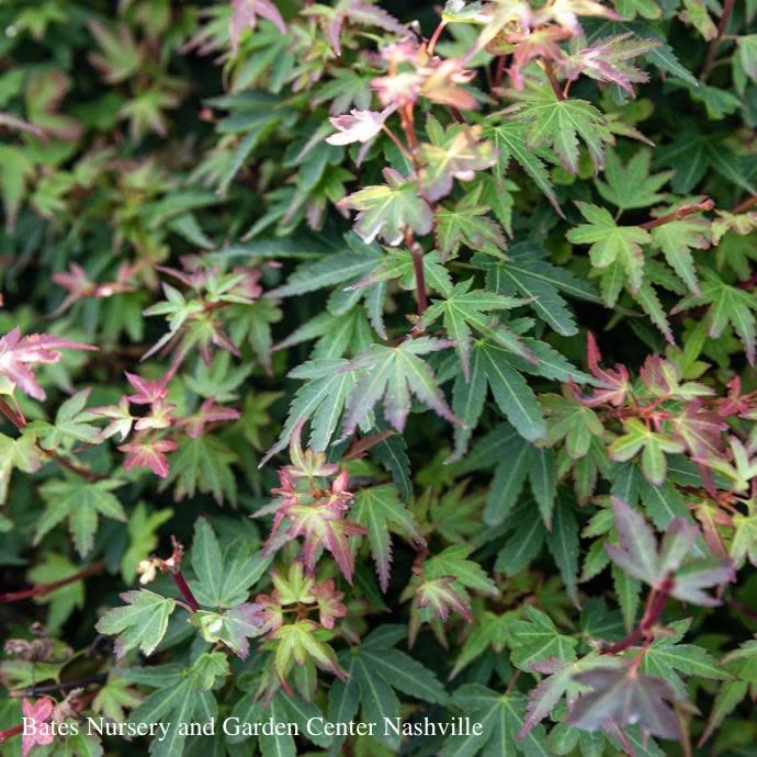 #6 Acer Pal Koto Maru/ Japanese Maple 4 #6 Acer Pal Koto Maru/ Japanese Maple - Image 2