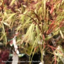 #6 Acer Pal Koto-no-ito/ Dwarf Green Harp String Threadleaf Japanese Maple -ANZ Trees Shop 6 acer pal koto no ito dwarf green harp string thr 2
