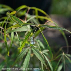 #6 Acer Pal Koto-no-ito/ Dwarf Green Harp String Threadleaf Japanese Maple