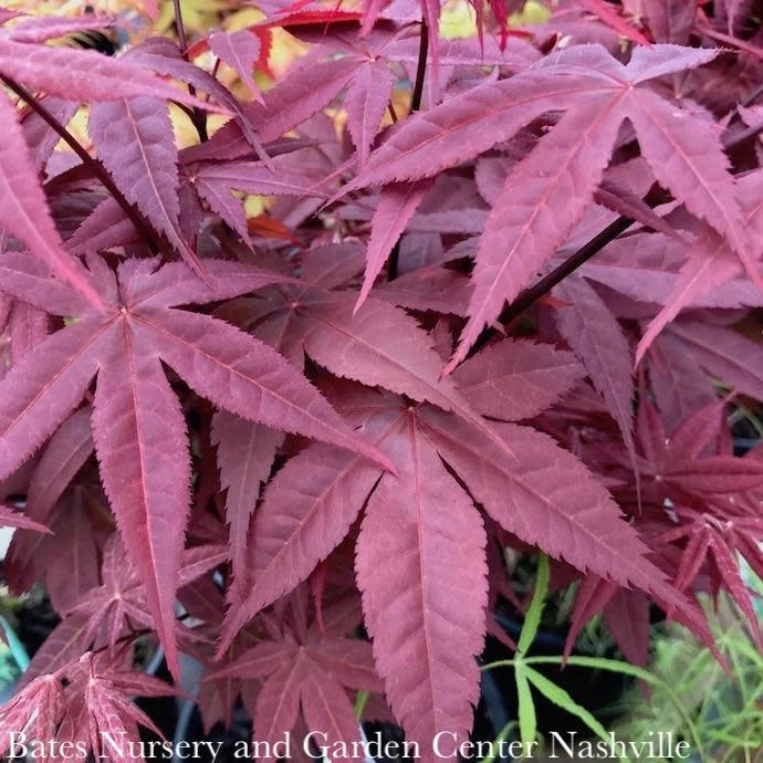 #6 Acer Pal Rhode Island Red/Japanese Maple Red Dwarf 4 #6 Acer Pal Rhode Island Red/Japanese Maple Red Dwarf - Image 2