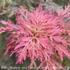 #6 Acer Pal Var Diss Orangeola/ Weeping Red Japanese Maple -ANZ Trees Shop 6 acer pal var diss orangeola weeping red japanese 2