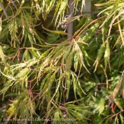 #6 Acer Pal Var Diss Spring Delight/Japanese Maple Threadleaf Green Weeping
