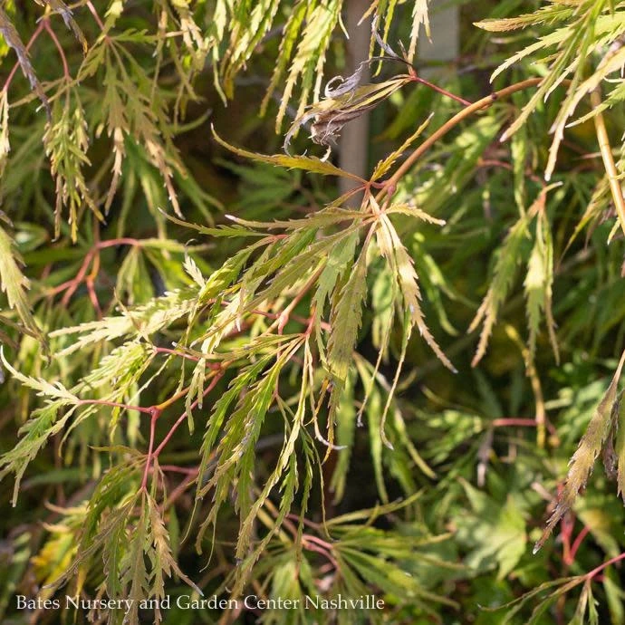 #6 Acer Pal Var Diss Spring Delight/Japanese Maple Threadleaf Green Weeping 3 #6 Acer Pal Var Diss Spring Delight/Japanese Maple Threadleaf Green Weeping