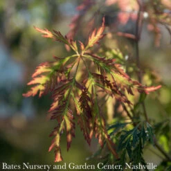 #6 Acer X Pse Ice Dragon/ Cascading Maple -ANZ Trees Shop 6 acer x pse ice dragon cascading maple 3