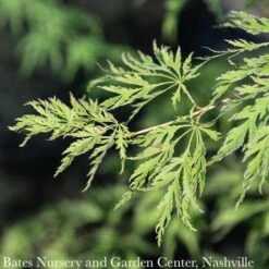 #6 Acer X Pse Ice Dragon/ Cascading Maple -ANZ Trees Shop 6 acer x pse ice dragon cascading maple 4