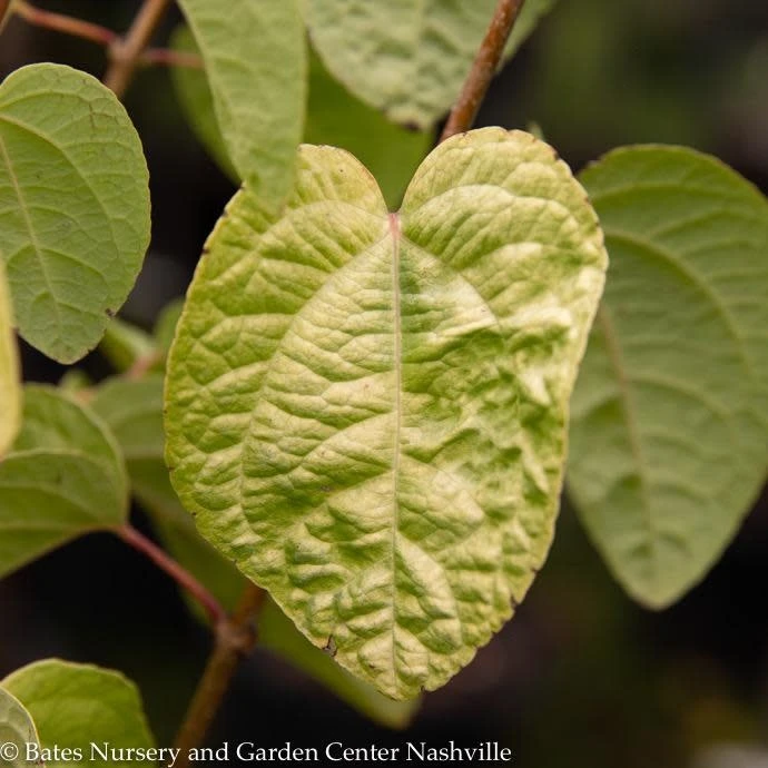 #6 Cercidiphyllum Japonica Claim Jumper/ Katsura 3 #6 Cercidiphyllum Japonica Claim Jumper/ Katsura